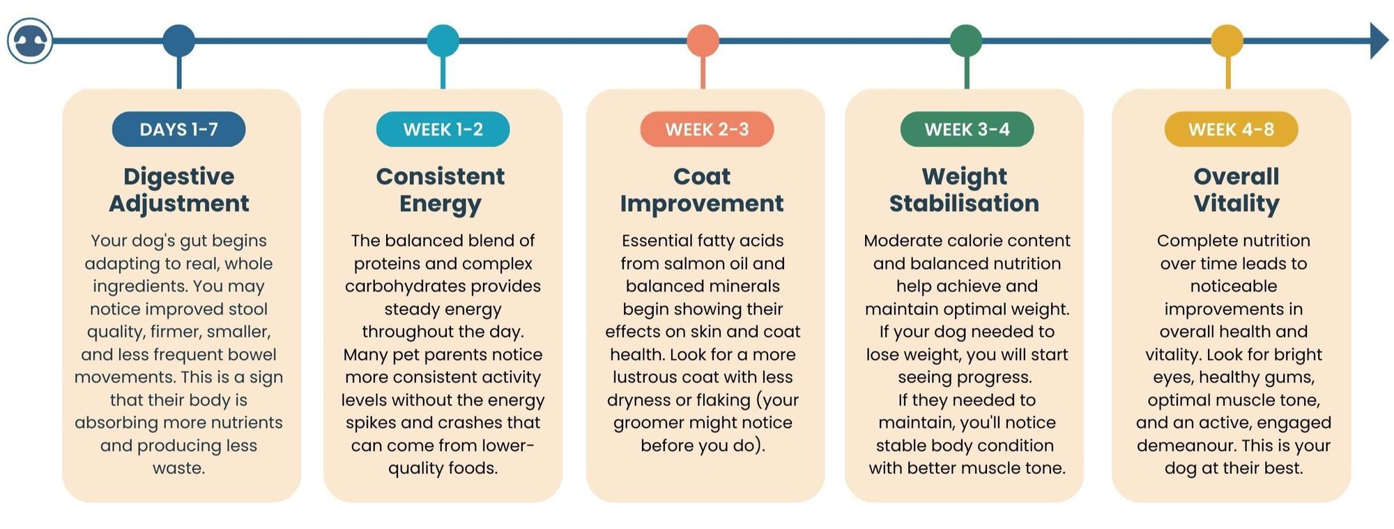 8-week dog health transformation timeline showing digestive improvement in week 1, increased energy in weeks 1-2, shinier coat in weeks 2-3, and weight stabilisation from week 4 onwards