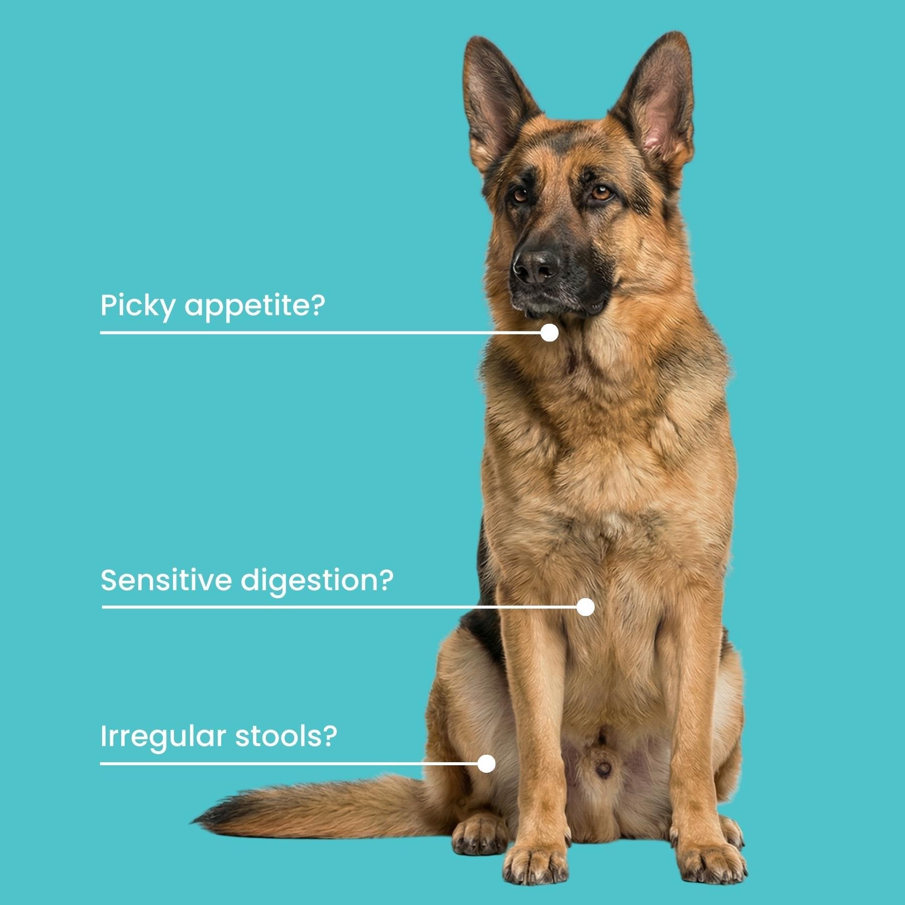 German Shepherd with digestive symptom callouts highlighting picky appetite, sensitive digestion, and irregular stools German Shepherd with digestive symptom callouts highlighting picky appetite, sensitive digestion, and irregular stools