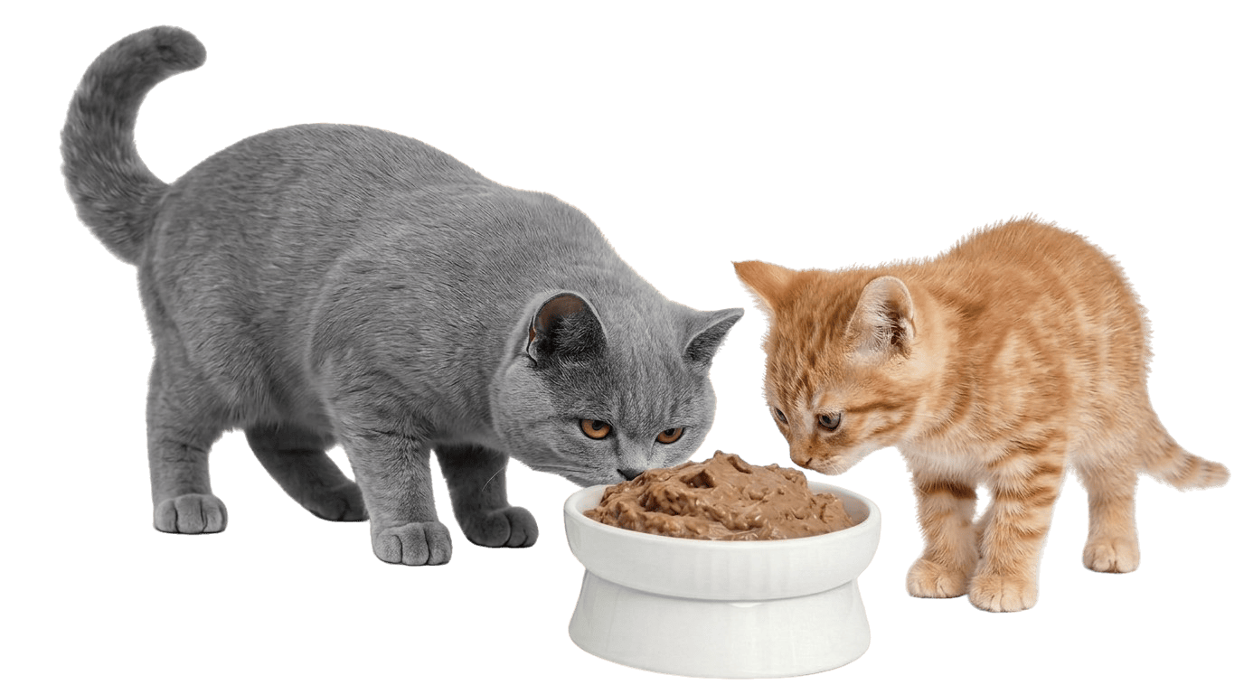 wundercat fresh start